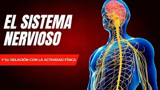 🏋️🧠SISTEMA NERVIOSO en EDUCACIÓN FÍSICA [OPTIFUTURA]