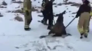 Спасение лося & Elk rescue