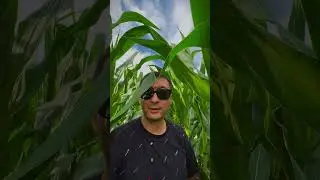#LG3490 🌽🌽🌽🔥🔥🔥