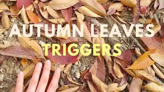 [ASMR] crunchy autumn leaves, walking on leaves, fall triggers | for comfort and relaxation