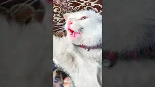 😡 Angry cat sound|| angry cat sound || 