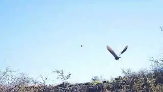 Upland Woodcock Hunting