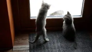 Кошка мышка и котята