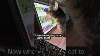 Вот в наше время коты мышей ловили... а сейчас сидят уткнувшись в свои планшеты