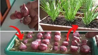 Cara Menanam Bawang Merah Dari Awal Hingga Panen Hasil Luar Biasa