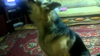 ВЕО поют песни под баян!