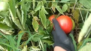 Томаты БОБКАТ - мега крутой гибрид. Рекомендую!!!