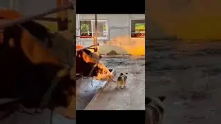 Pet TikTok Challenges: Hilarious Reactions and Shenanigans 🤣🤣