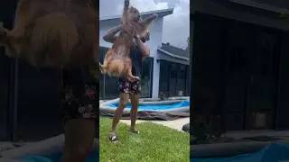 I built my dog a swimming pool! 