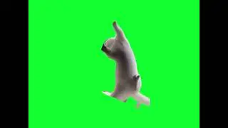 green screen cute cat becomes spider man
