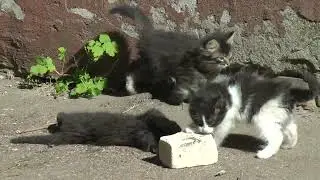 Майские котята - May kittens