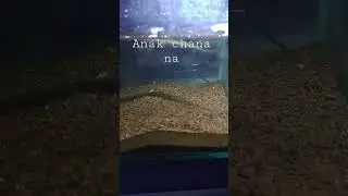 Anak Chana Cana na