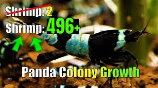 Plan Your Shrimp Room Goals Before 2027 Starts
