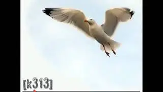 [k313] - Sauma (1.11.11)
