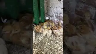 Ломан браун 3-Х недельные
