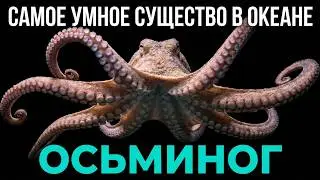 The Octopus: An Alien Intelligence Living Among Us