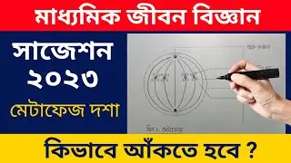 ✅ মাইটোসিস কোষ বিভাজনের মেটাফেজ দশার চিত্র অঙ্কন | How to Draw Metaphase