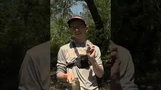 How to Fish the GLF Juvy Craw in Creeks!