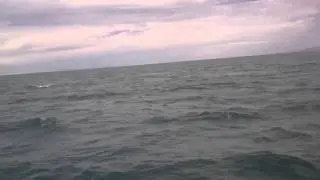 Ballenas jorobadas, La Paz BCS, Mexico 31/12/2014...