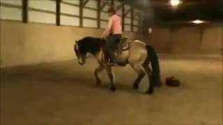 www.Friesiansporthorses.com  Golden Opportunity - Buckskin Frisian x for SALE