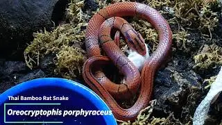 Phormictopus auratus molting and Thai Bamboo snake swallowing her prey