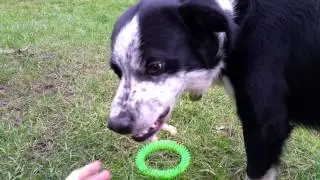 Bob Showing His Teeth