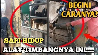 ALAT TIMBANG SAPI HIDUP DI PASAR SAPI