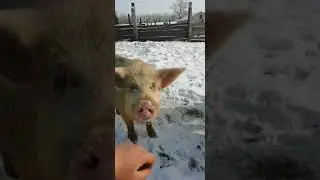 Венгерская Мангалица на морозе. Поросята играют в снегу.