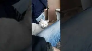 Кошка сломалась)))