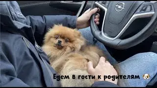 Померанский шпиц едет к своим родственникам. Путешествие с собакой