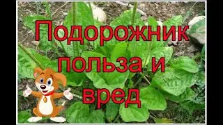 👉🌱Полезные свойства подорожника 🍂. Что в нем полезного.