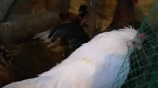 Помесные петушки