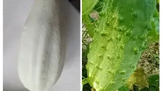 Чудо урожай. Miracle harvest.