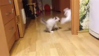 Игры котят 2,5 мес. (Ragdoll Cat)