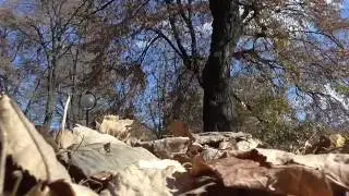 Vilsonovo setaliste 30.10.2016