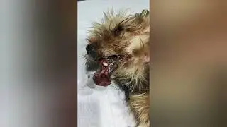 Поддержим Сойера: жизнь с фиброклеточной меланомой ❤️🐾