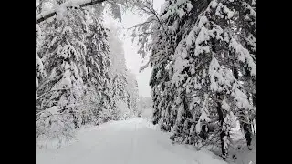 Прогулка в зимнем лесу.