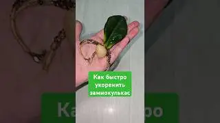 ЖАЛЕЮ, что раньше так не укореняла замиокулькас, клубни растут как на дрожжах #plants #garden