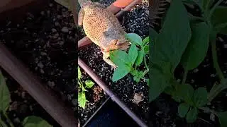 Bearded Dragon EATS CILANTRO Fresh from my Urban Garden! Tries Basil? @ChuckNorrizBeardedDragons