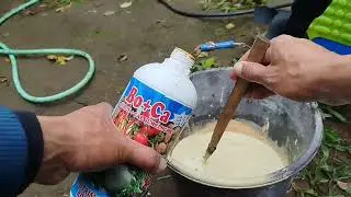 Bongkar Rahasia Petani Mengatasi Antraknosa Cabe
