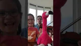 Bach for Violin and Flamingo