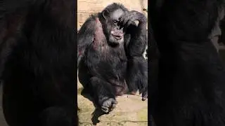 Por que os humanos falam e os chimpanzés não? #fala #humanos #chimpanzés