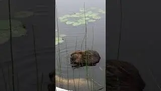 Ужин бобра. Национальный парк Джаспер, Канада.