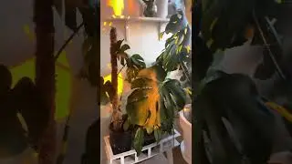 Monstera deliciosa 🌱 monstera adansoni deve tabanı bitkiler bitki çiçek çiçekler plants  
