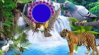 Belu green screen