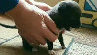 Я хоть и маленький а гены бойцовские🐕🐕🐕💪Although I am small, but a fighter
