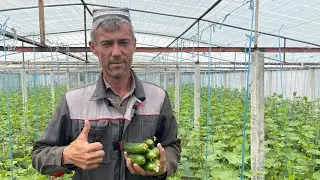 Sinovdagi Alpha Agro Bodring koʻchatlari Hosil berishni boshladi. Rocki F1, 103 va 107 urugʻlari