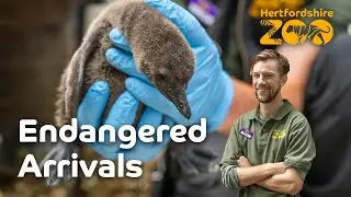 ENDANGERED NEW ARRIVALS! 🐧