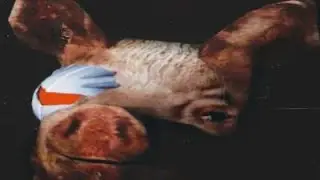 🦾🐷КИБЕР-СВИН🐷🦾