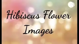 Hibiscus flower images